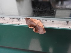 Psimada quadripennis