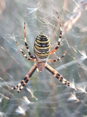 Argiope bruennichi