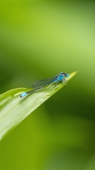 Pseudagrion microcephalum