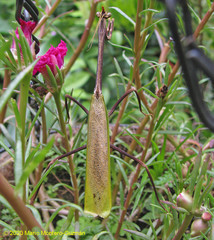 Pseudovates chlorophaea