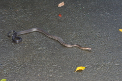 Coelognathus flavolineatus