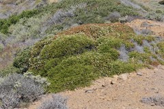 Adenostoma fasciculatum prostratum