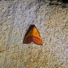 Phytometra rhodarialis