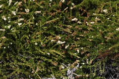 Adenostoma fasciculatum prostratum