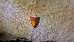 Phytometra rhodarialis