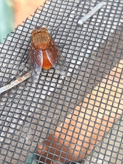 Calliphora ochracea