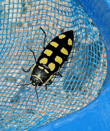 Representative image of Buprestis magica