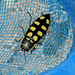 Buprestis magica - Photo (c) brian fisher, some rights reserved (CC BY-NC), uploaded by brian fisher