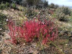 Drosera alba