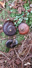 Powelliphanta