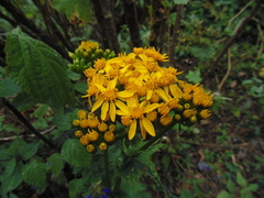 Packera sanguisorbae