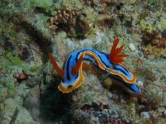 Chromodoris elisabethina