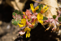 Acmispon decumbens decumbens
