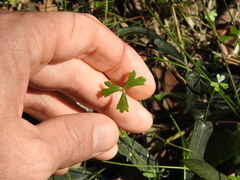 Hydrocotyle paludosa