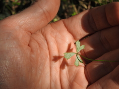 Hydrocotyle paludosa