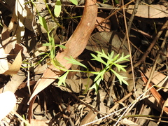 Ranunculus inundatus