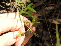 Ranunculus inundatus