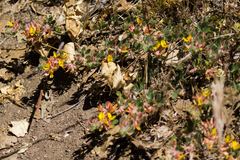 Acmispon decumbens decumbens