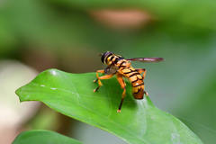 Milesia sinensis