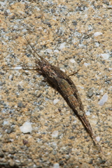 Nesomachilis