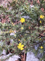 Hibbertia acuminata