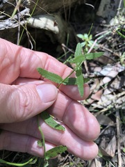 Gonocarpus chinensis