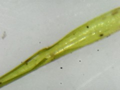 Campylopus bicolor