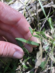 Gonocarpus chinensis