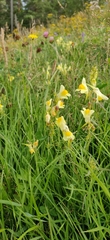 Linaria vulgaris