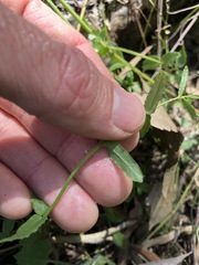 Gonocarpus chinensis