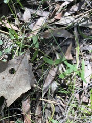 Gonocarpus chinensis