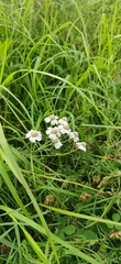 Achillea ptarmica