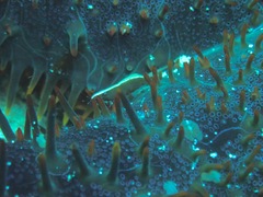 Acanthaster brevispinus