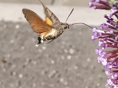 Macroglossum stellatarum