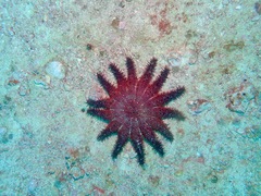 Acanthaster brevispinus