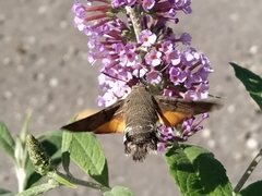 Macroglossum stellatarum