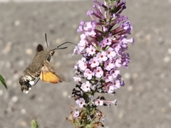 Macroglossum stellatarum