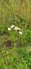 Tripleurospermum inodorum