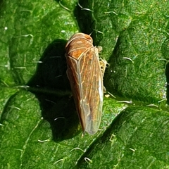 Idiodonus cruentatus