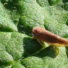 Idiodonus cruentatus