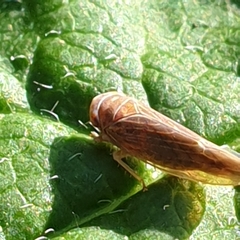 Idiodonus cruentatus