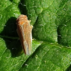 Idiodonus cruentatus