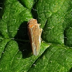 Idiodonus cruentatus