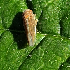Idiodonus cruentatus