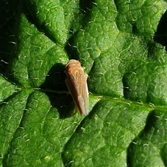 Idiodonus cruentatus