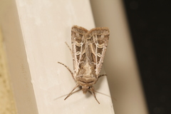 Euxoa divergens