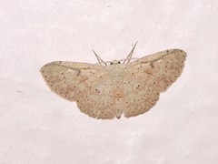 Perixera illepidaria