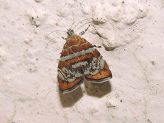 Choreutis orthogona