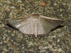 Banisia