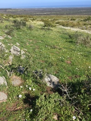 Dimorphotheca pluvialis